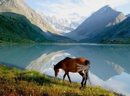 Altai